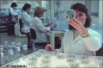 Lab worker with Petri dishes